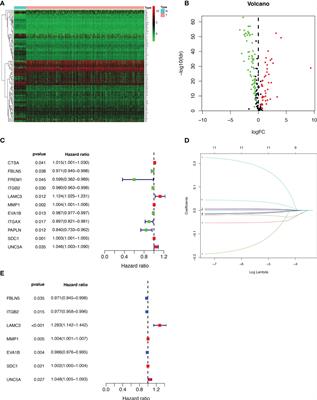 Identification of a basement membrane-related gene signature for predicting prognosis and estimating the tumor immune microenvironment in breast cancer